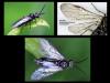 Dolerus sp.